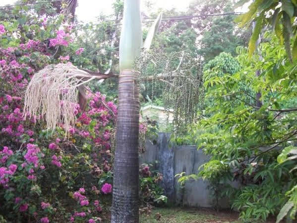 Marl Self Catering Villa Pointe La Rue Екстериор снимка